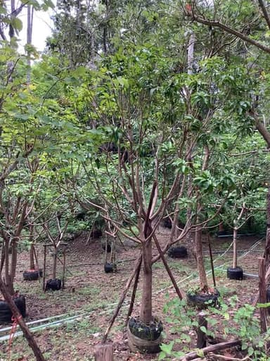 มะม่วงแก้วขมิ้น 🍃