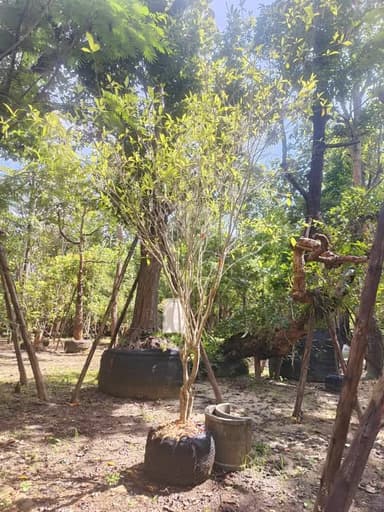 ต้นพุดน้ำบุษย์ 🌼