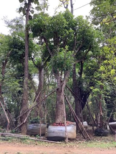 ต้นจิกน้ำ