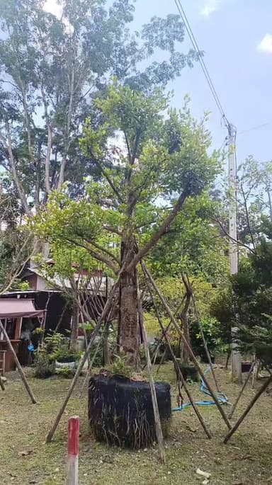 ต้นมั่งมี ไม้ล้อมฟอร์มสวย