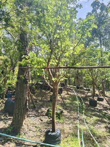 ชงโคฮอลแลนด์ 🌿