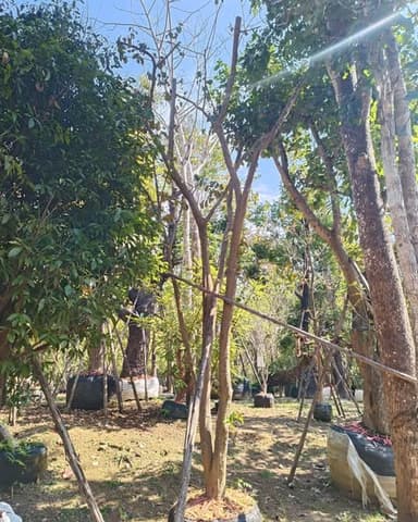 แอปเปิ้ลสตาร์ 🍎