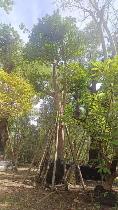 ต้นหว้าน้ำโขง 🌳