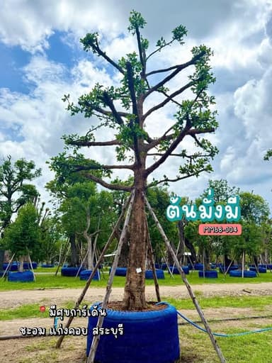 ต้นมั่งมี - ไม้ยืนต้นมงคล
