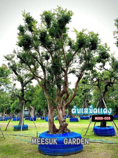 ต้นเสม็ดแดง