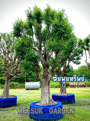 ต้นพูนทรัพย์ (ต้นกระบก)