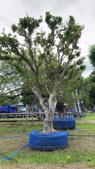 ต้นหว้าน้ำโขง