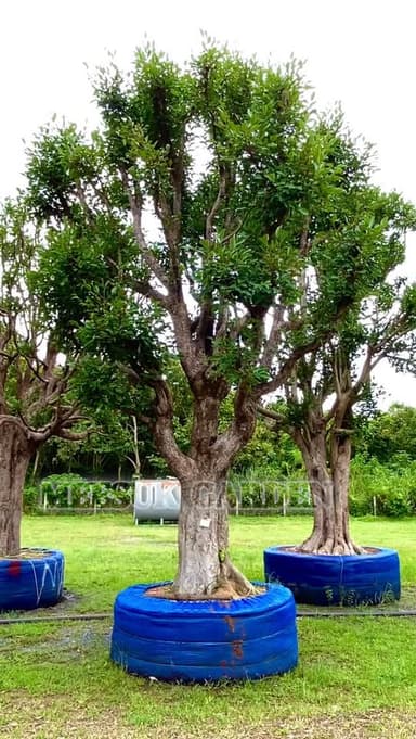 ต้นพูนทรัพย์ ไม้มงคล