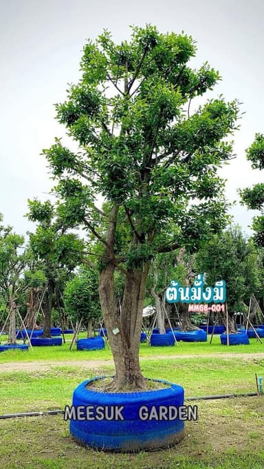 ต้นมั่งมี - ไม้มงคลเสริมโชคลาภ