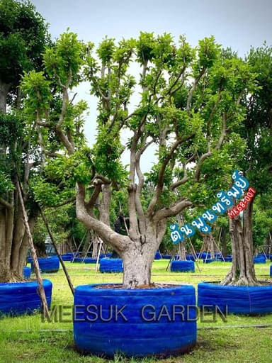 ต้นพูนทรัพย์ ไม้มงคล