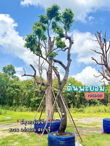 ต้นพยอม - ต้นไม้ประธานสำหรับสวนสวย