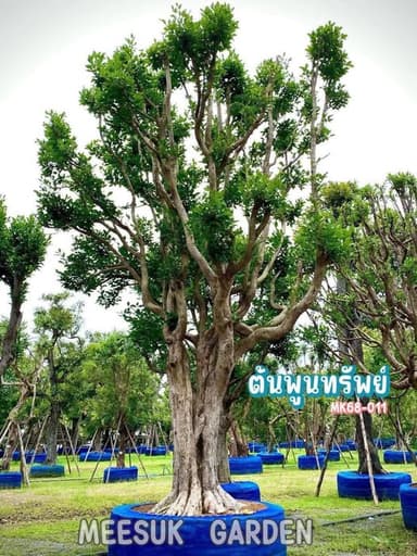 ต้นพูนทรัพย์ (ต้นกระบก)