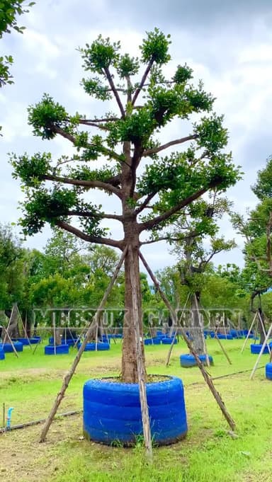 ต้นมั่งมี