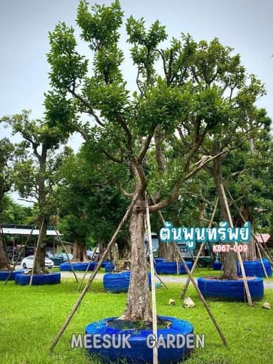 ต้นพูนทรัพย์