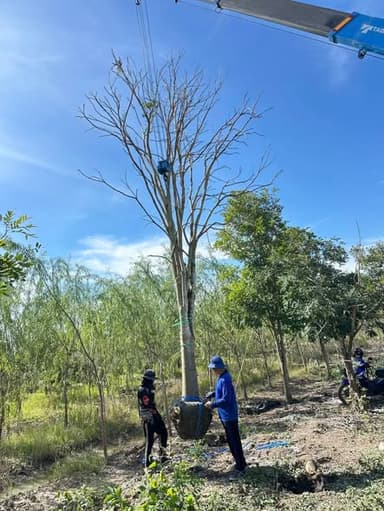 กระพี้จั่น (ต้นไม้ประดับสวยงาม)