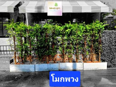 ต้นโมกพวงสูง 150 ซม.