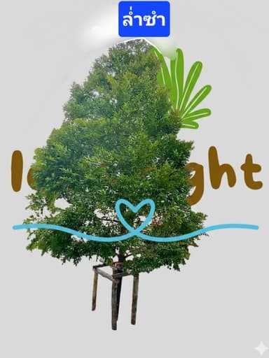 ต้นล่ำซำ 2.5-2.8 เมตร