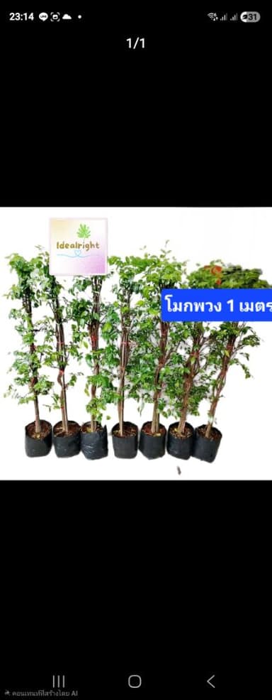 โมกพวง สูง 1 เมตร