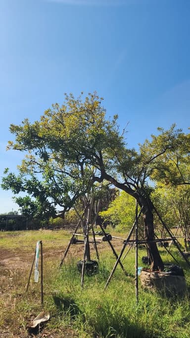 ต้นแจง ทรงเอนผูกชิงช้า