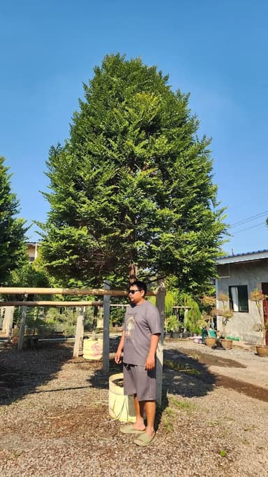 ต้นล่ำซำไม้ยืนต้น