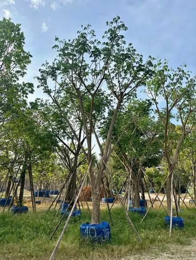 ต้นจามจุรี ขนาด 6”-13” 🌳