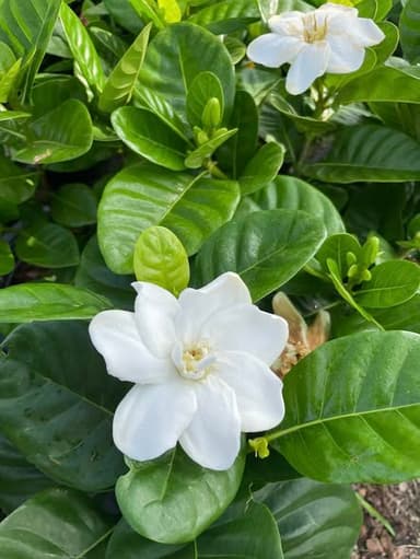 ต้นดอกพุดแคระ