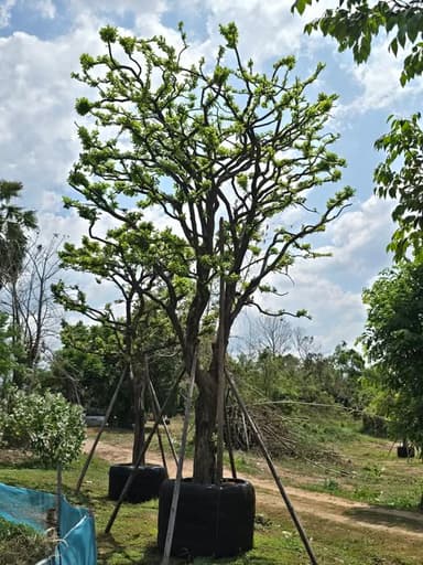 ต้นมักเม่า 13"