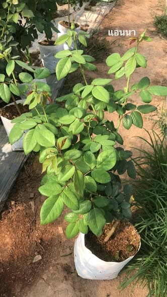 แอนนาโซเฟียฟิก 🌹