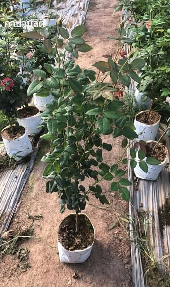 กุหลาบอังกฤษ สีชมพูเข้ม