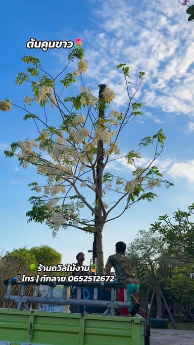 ต้นคูนขาว 🕊️🌷