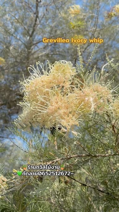 สนเกรวิลเลียขาวแคระ (Ivory Whip)